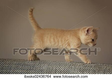 "Kitten, 6 weeks, walking on a sofa" View Large Photo Image Picture - "Kitten, 6 weeks, walking on a sofa". Fotosearch