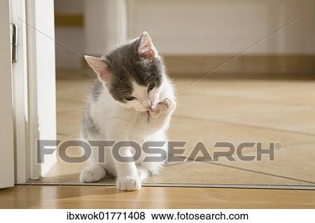 Kitten licking its paw View Large Photo Image Stock Photo - Kitten licking its paw. Fotosearch