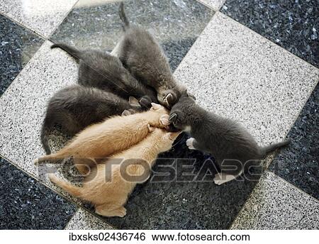 "Kittens, 6 week old, feeding" View Large Photo Image Stock Photograph - "Kittens, 6 week old, feeding". Fotosearch