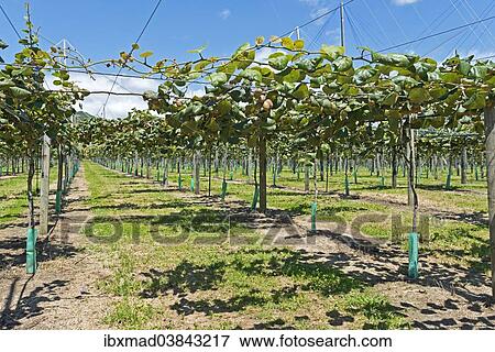 Stock Photo - "Kiwi fruits (Actinidia deliciosa), plantation with ripe fruit, East Cape, Gisborne region, North Island, New Zealand, Oceania". Fotosearch