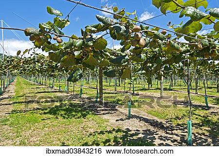 "Kiwi fruits (Actinidia deliciosa), plantation with ripe fruit, East Cape, Gisborne region, North Island, New Zealand, Oceania" View Large Photo Image Stock Photograph - "Kiwi fruits (Actinidia deliciosa), plantation with ripe fruit, East Cape, Gisborne region, North Island, New Zealand, Oceania". Fotosearch