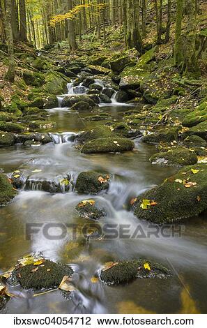 "Kleine Ohe, a stream flowing between moss-covered rocks in a forest, Autumn, Bavarian Forest National Park, Bavaria, Germany, Europe" View Large Photo Image Stock Image - "Kleine Ohe, a stream flowing between moss-covered rocks in a forest, Autumn, Bavarian Forest National Park, Bavaria, Germany, Europe". Fotosearch