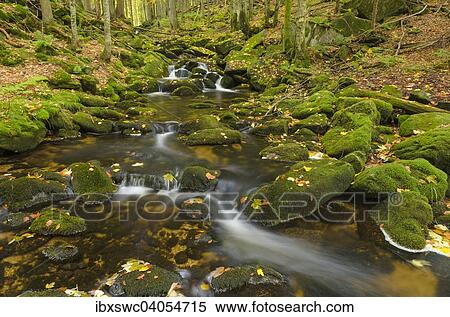 "Kleine Ohe, a stream flowing between moss-covered rocks in a forest, Autumn, Bavarian Forest National Park, Bavaria, Germany, Europe" View Large Photo Image Stock Photography - "Kleine Ohe, a stream flowing between moss-covered rocks in a forest, Autumn, Bavarian Forest National Park, Bavaria, Germany, Europe". Fotosearch