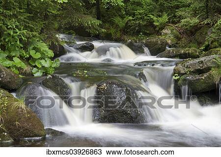 "Kleine Ohe mountain stream, Bavarian Forest National Park, Waldhauser, Bavaria, Germany, Europe" View Large Photo Image Stock Image - "Kleine Ohe mountain stream, Bavarian Forest National Park, Waldhauser, Bavaria, Germany, Europe". Fotosearch