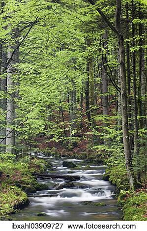 "Kleine Ohe or Schollnach stream, Bavarian Forest National Park, Bavaria, Germany, Europe" View Large Photo Image Stock Photo - "Kleine Ohe or Schollnach stream, Bavarian Forest National Park, Bavaria, Germany, Europe". Fotosearch