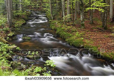 "Kleine Ohe or Schollnach stream, Bavarian Forest National Park, Bavaria, Germany, Europe" View Large Photo Image Stock Photograph - "Kleine Ohe or Schollnach stream, Bavarian Forest National Park, Bavaria, Germany, Europe". Fotosearch