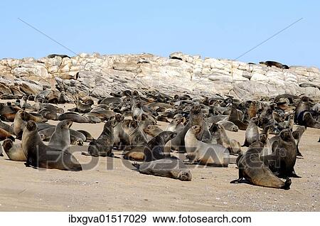 "Kleinzee colony of South African Fur Seals, Brown Fur Seals (Arctocephalus pusillus), Kleinzee, Namaqualand, South Africa, Africa" View Large Photo Image Stock Photo - "Kleinzee colony of South African Fur Seals, Brown Fur Seals (Arctocephalus pusillus), Kleinzee, Namaqualand, South Africa, Africa". Fotosearch