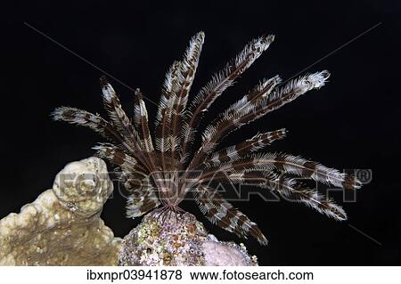"Klunzinger feather star (Lamprometra klunzingeri), nocturnal, on stony coral, Red Sea, Egypt, Africa" View Large Photo Image Stock Photo - "Klunzinger feather star (Lamprometra klunzingeri), nocturnal, on stony coral, Red Sea, Egypt, Africa". Fotosearch