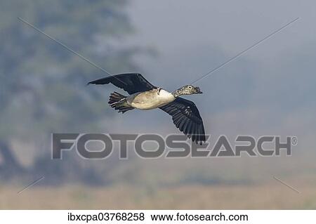 "Knob-billed Duck (Sarkidiornis melanotos), Keoladeo National Park, Rajasthan, India, Asia" View Large Photo Image Stock Photo - "Knob-billed Duck (Sarkidiornis melanotos), Keoladeo National Park, Rajasthan, India, Asia". Fotosearch