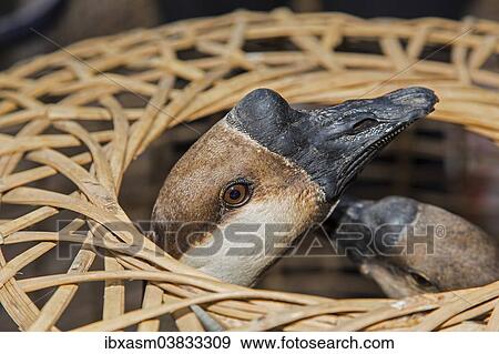 "Knob Goose (Anser cygnoides f. domestica) in a basket, poultry market, Sampatong, Chiang Mai, Chiang Mai province, Thailand, Asia" View Large Photo Image Stock Photo - "Knob Goose (Anser cygnoides f. domestica) in a basket, poultry market, Sampatong, Chiang Mai, Chiang Mai province, Thailand, Asia". Fotosearch