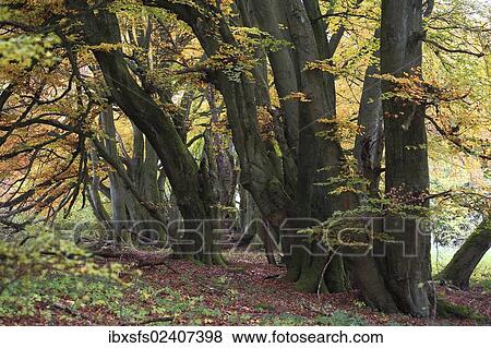"Knobby old beech trees in autumn, Breitscheid, Westerwald, Hesse, Germany, Europe" View Large Photo Image Stock Photo - "Knobby old beech trees in autumn, Breitscheid, Westerwald, Hesse, Germany, Europe". Fotosearch