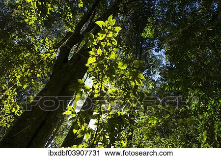 "Knysna Forest, Garden Route, Western Cape, South Africa, Africa" View Large Photo Image Stock Image - "Knysna Forest, Garden Route, Western Cape, South Africa, Africa". Fotosearch