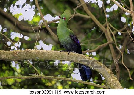 Stock Photo - "Knysna Turaco or Knysna Lourie (Tauraco corythaix), adult bird perched on tree, Knysna, Eastern Cape, South Africa, Africa". Fotosearch