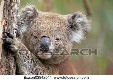 Picture - "Koala (Phascolarctos cinereus), adult on tree, Victoria, Australia, Oceania". Fotosearch