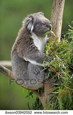 "Koala (Phascolarctos cinereus), adult on tree, feeding, Victoria, Australia, Oceania" View Large Photo Image Stock Image - "Koala (Phascolarctos cinereus), adult on tree, feeding, Victoria, Australia, Oceania". Fotosearch