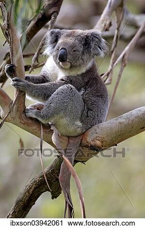 "Koala (Phascolarctos cinereus), adult on tree, Victoria, Australia, Oceania" View Large Photo Image Stock Image - "Koala (Phascolarctos cinereus), adult on tree, Victoria, Australia, Oceania". Fotosearch