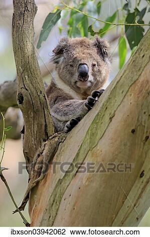 "Koala (Phascolarctos cinereus), adult on tree, Victoria, Australia, Oceania" View Large Photo Image Stock Image - "Koala (Phascolarctos cinereus), adult on tree, Victoria, Australia, Oceania". Fotosearch