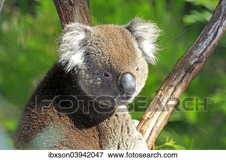 "Koala (Phascolarctos cinereus), adult on tree, Victoria, Australia, Oceania" View Large Photo Image Stock Photo - "Koala (Phascolarctos cinereus), adult on tree, Victoria, Australia, Oceania". Fotosearch