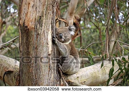 "Koala (Phascolarctos cinereus), adult on tree, Victoria, Australia, Oceania" View Large Photo Image Stock Photo - "Koala (Phascolarctos cinereus), adult on tree, Victoria, Australia, Oceania". Fotosearch