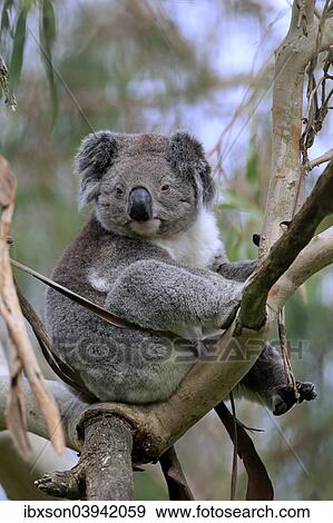 Stock Photo - "Koala (Phascolarctos cinereus), adult on tree, Victoria, Australia, Oceania". Fotosearch