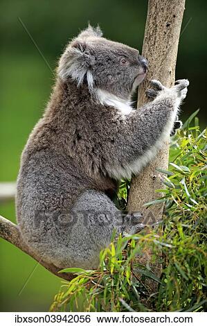 "Koala (Phascolarctos cinereus), adult on tree, Victoria, Australia, Oceania" View Large Photo Image Stock Photograph - "Koala (Phascolarctos cinereus), adult on tree, Victoria, Australia, Oceania". Fotosearch