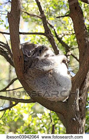 "Koala (Phascolarctos cinereus) mother with young on tree, Victoria, Australia, Oceania" View Large Photo Image Picture - "Koala (Phascolarctos cinereus) mother with young on tree, Victoria, Australia, Oceania". Fotosearch