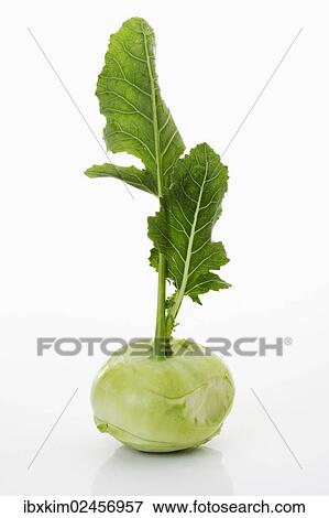 Kohlrabi (Brassica oleracea var gongylodes) View Large Photo Image Stock Photo - Kohlrabi (Brassica oleracea var gongylodes). Fotosearch