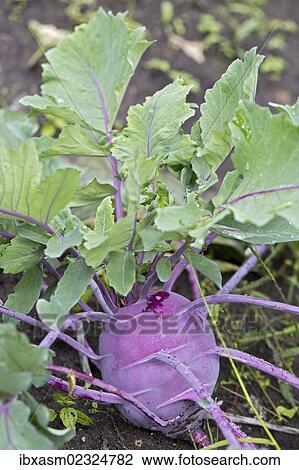 "Kohlrabi, Turnip cabbage (Brassica oleracea var gongylodes L. )" View Large Photo Image Stock Image - "Kohlrabi, Turnip cabbage (Brassica oleracea var gongylodes L. )". Fotosearch