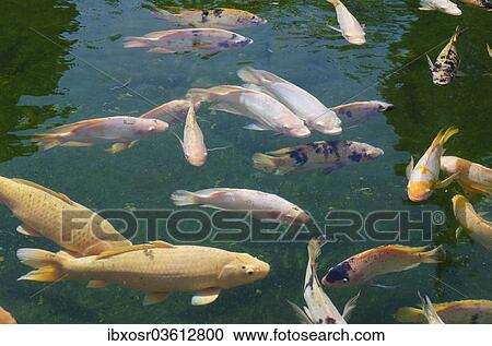 Stock Image - "Koi Carps (Cyprinus carpio) in the holy spring of Pura Tirta Empul spring sanctuary, Tampaksiring, Bali, Indonesia, Asia". Fotosearch
