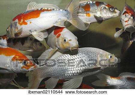 "Koi, or Nishikigoi (Cyprinus carpio) in aquarium" View Large Photo Image Picture - "Koi, or Nishikigoi (Cyprinus carpio) in aquarium". Fotosearch