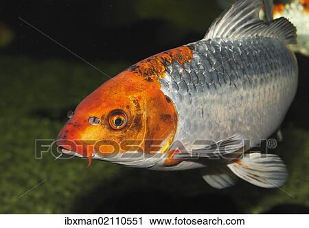 "Koi, or Nishikigoi (Cyprinus carpio) in aquarium" View Large Photo Image Stock Image - "Koi, or Nishikigoi (Cyprinus carpio) in aquarium". Fotosearch