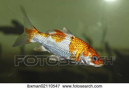 "Koi, or Nishikigoi (Cyprinus carpio) in aquarium" View Large Photo Image Stock Photo - "Koi, or Nishikigoi (Cyprinus carpio) in aquarium". Fotosearch