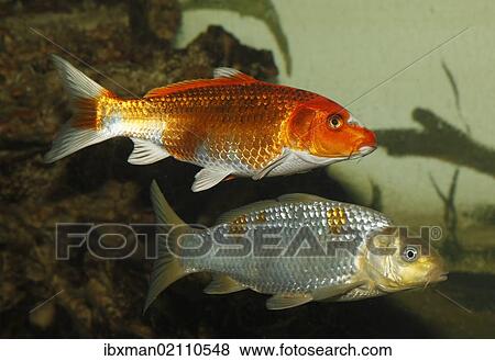 "Koi, or Nishikigoi (Cyprinus carpio) in aquarium" View Large Photo Image Stock Photo - "Koi, or Nishikigoi (Cyprinus carpio) in aquarium". Fotosearch