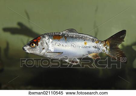 Stock Photography - "Koi, or Nishikigoi (Cyprinus carpio) in aquarium". Fotosearch