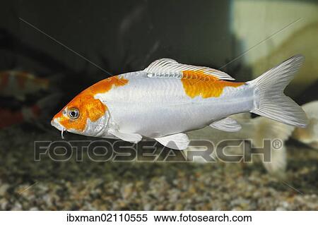 Stock Photography - "Koi, or Nishikigoi (Cyprinus carpio) in aquarium". Fotosearch