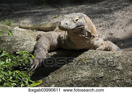 "Komodo Dragon (Varanus komodoensis), captive" View Large Photo Image Stock Image - "Komodo Dragon (Varanus komodoensis), captive". Fotosearch