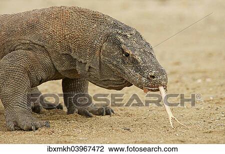 "Komodo Dragon (Varanus komodoensis), Rinca Island, Komodo National Park, Indonesia, Asia" View Large Photo Image Stock Image - "Komodo Dragon (Varanus komodoensis), Rinca Island, Komodo National Park, Indonesia, Asia". Fotosearch
