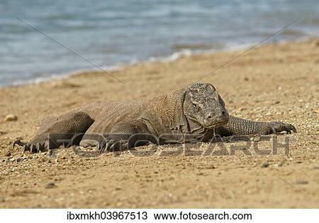 "Komodo Dragon (Varanus komodoensis), Rinca Island, Komodo National Park, Indonesia, Asia" View Large Photo Image Stock Image - "Komodo Dragon (Varanus komodoensis), Rinca Island, Komodo National Park, Indonesia, Asia". Fotosearch