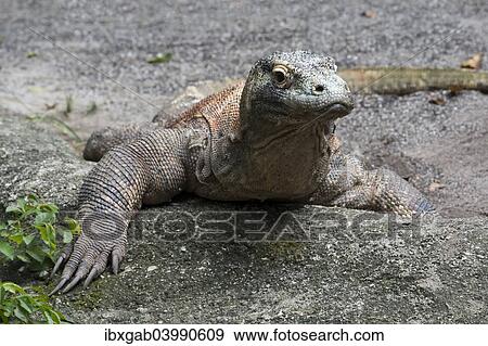 "Komodo Dragon (Varanus komodoensis), captive" View Large Photo Image Stock Photo - "Komodo Dragon (Varanus komodoensis), captive". Fotosearch