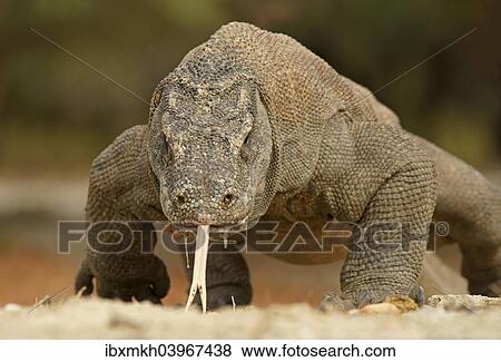 "Komodo Dragon (Varanus komodoensis), Rinca Island, Komodo National Park, Indonesia, Asia" View Large Photo Image Stock Photo - "Komodo Dragon (Varanus komodoensis), Rinca Island, Komodo National Park, Indonesia, Asia". Fotosearch