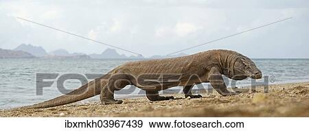 Stock Photo - "Komodo Dragon (Varanus komodoensis), Rinca Island, Komodo National Park, Indonesia, Asia". Fotosearch