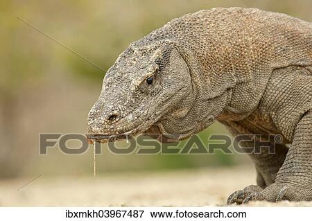 Stock Photo - "Komodo Dragon (Varanus komodoensis), Rinca Island, Komodo National Park, Indonesia, Asia". Fotosearch