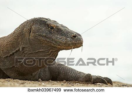 "Komodo Dragon (Varanus komodoensis), Rinca Island, Komodo National Park, Indonesia, Asia" View Large Photo Image Stock Photo - "Komodo Dragon (Varanus komodoensis), Rinca Island, Komodo National Park, Indonesia, Asia". Fotosearch