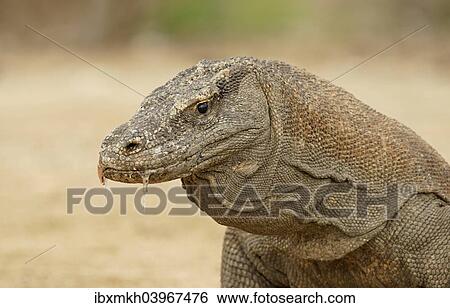 "Komodo Dragon (Varanus komodoensis), Rinca Island, Komodo National Park, Indonesia, Asia" View Large Photo Image Stock Photograph - "Komodo Dragon (Varanus komodoensis), Rinca Island, Komodo National Park, Indonesia, Asia". Fotosearch