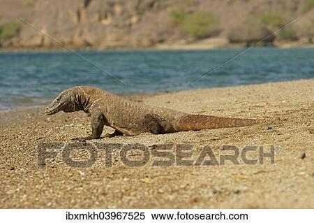 "Komodo Dragon (Varanus komodoensis), Rinca Island, Komodo National Park, Indonesia, Asia" View Large Photo Image Stock Photography - "Komodo Dragon (Varanus komodoensis), Rinca Island, Komodo National Park, Indonesia, Asia". Fotosearch