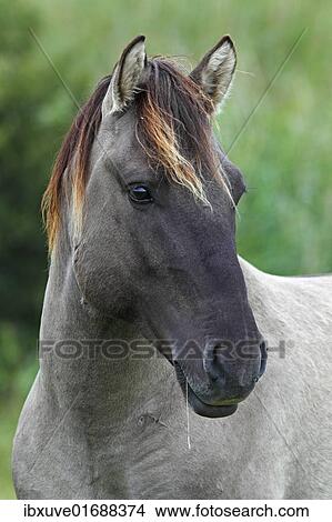 Picture - "Konik (Equus przewalskii f. caballus), stallion, portrait, wild horse, Tarpan re-breeding project". Fotosearch