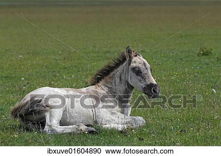 "Konik horse (Equus przewalskii f. caballus), foal, tarpan or wild horse, backbreeding" View Large Photo Image Stock Image - "Konik horse (Equus przewalskii f. caballus), foal, tarpan or wild horse, backbreeding". Fotosearch