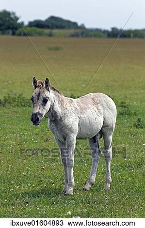 "Konik horse (Equus przewalskii f. caballus), colt, tarpan or wild horse, backbreeding" View Large Photo Image Stock Image - "Konik horse (Equus przewalskii f. caballus), colt, tarpan or wild horse, backbreeding". Fotosearch
