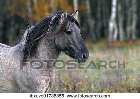 "Konik horse (Equus przewalskii f. caballus), stallion, Tarpan rebreeding, portrait" View Large Photo Image Stock Photography - "Konik horse (Equus przewalskii f. caballus), stallion, Tarpan rebreeding, portrait". Fotosearch