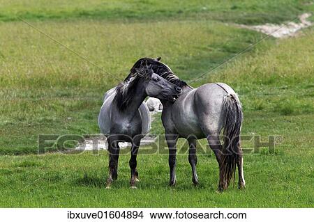 "Konik horses (Equus przewalskii f. caballus), mare and stallion, tarpan or wild horse, backbreeding" View Large Photo Image Picture - "Konik horses (Equus przewalskii f. caballus), mare and stallion, tarpan or wild horse, backbreeding". Fotosearch